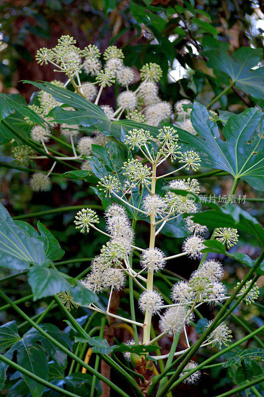 金银花/日本楤木/亮叶纸植物/大叶纸植物